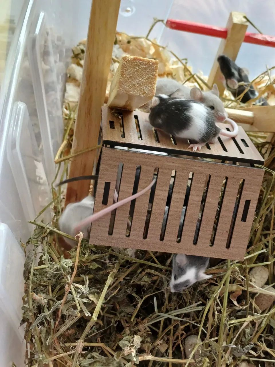 Hamster camundongo pet64304356336003123