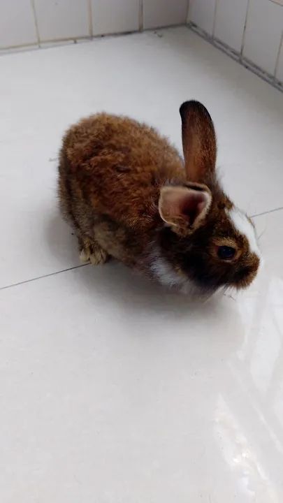 Coelha gigante de Flandres  - Foto 2