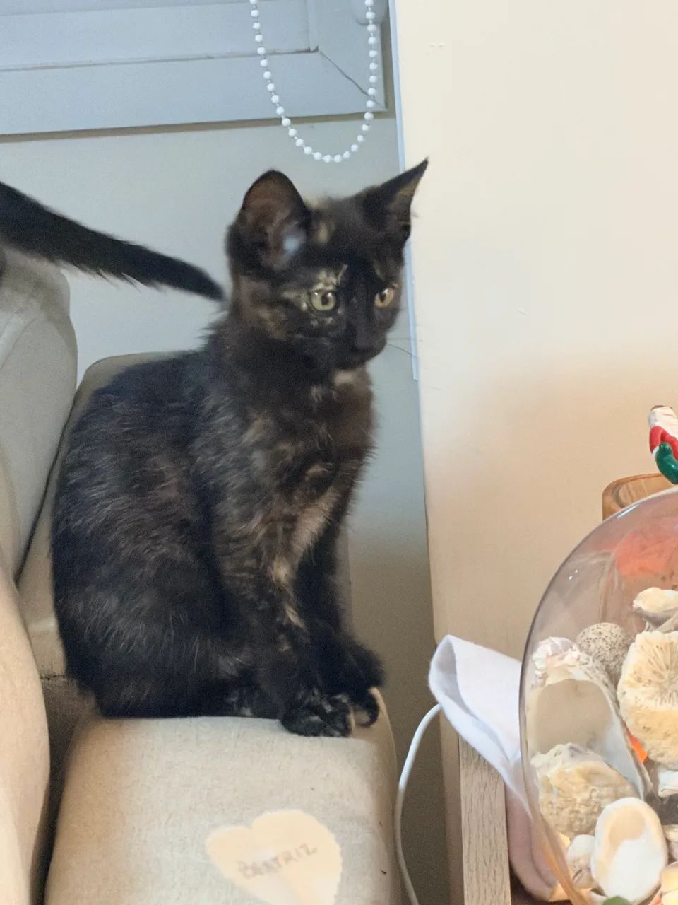 Doação Gato, Gatinha - Foto 2