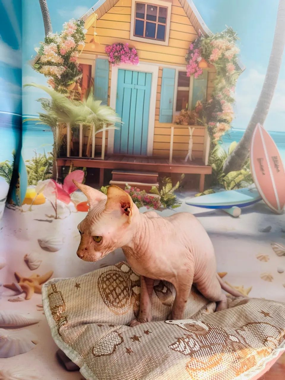 Filhote de Sphynx Red - Foto 3