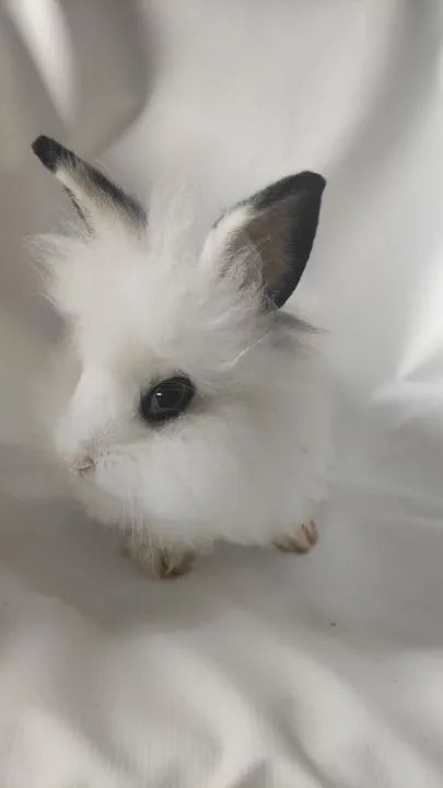 Vendo esses coelhos  - Foto 4