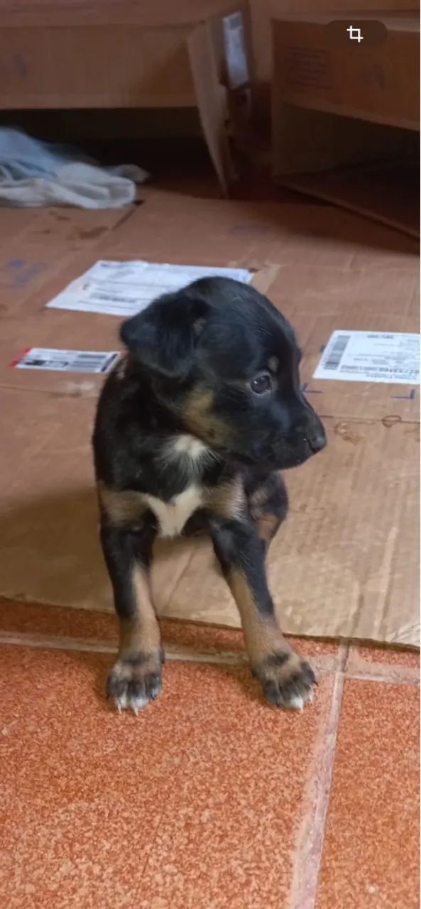 Doação de Cachorros novos  - Foto 3