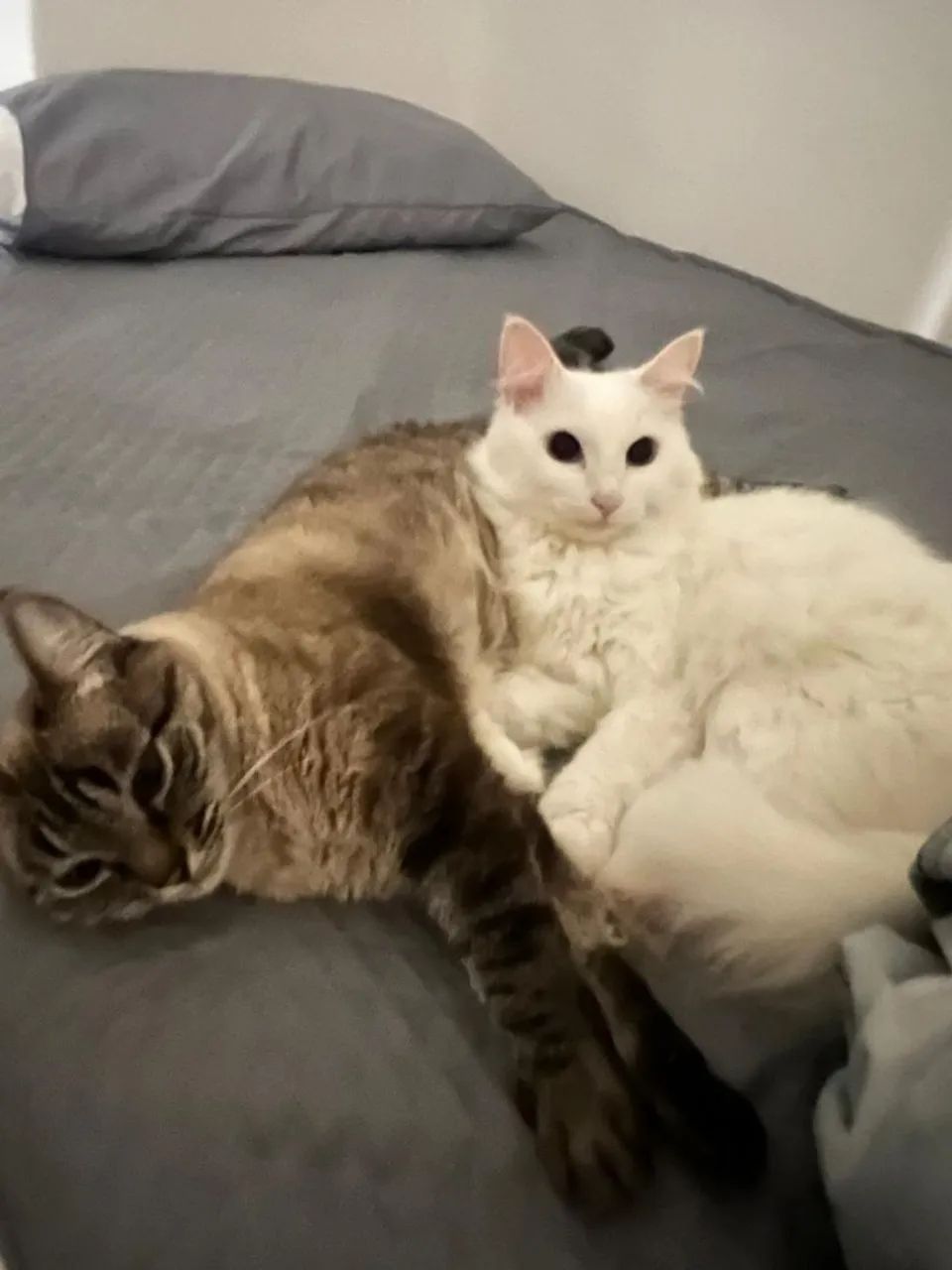 Doação de gatas (SOMENTE JUNTAS) - Foto 4