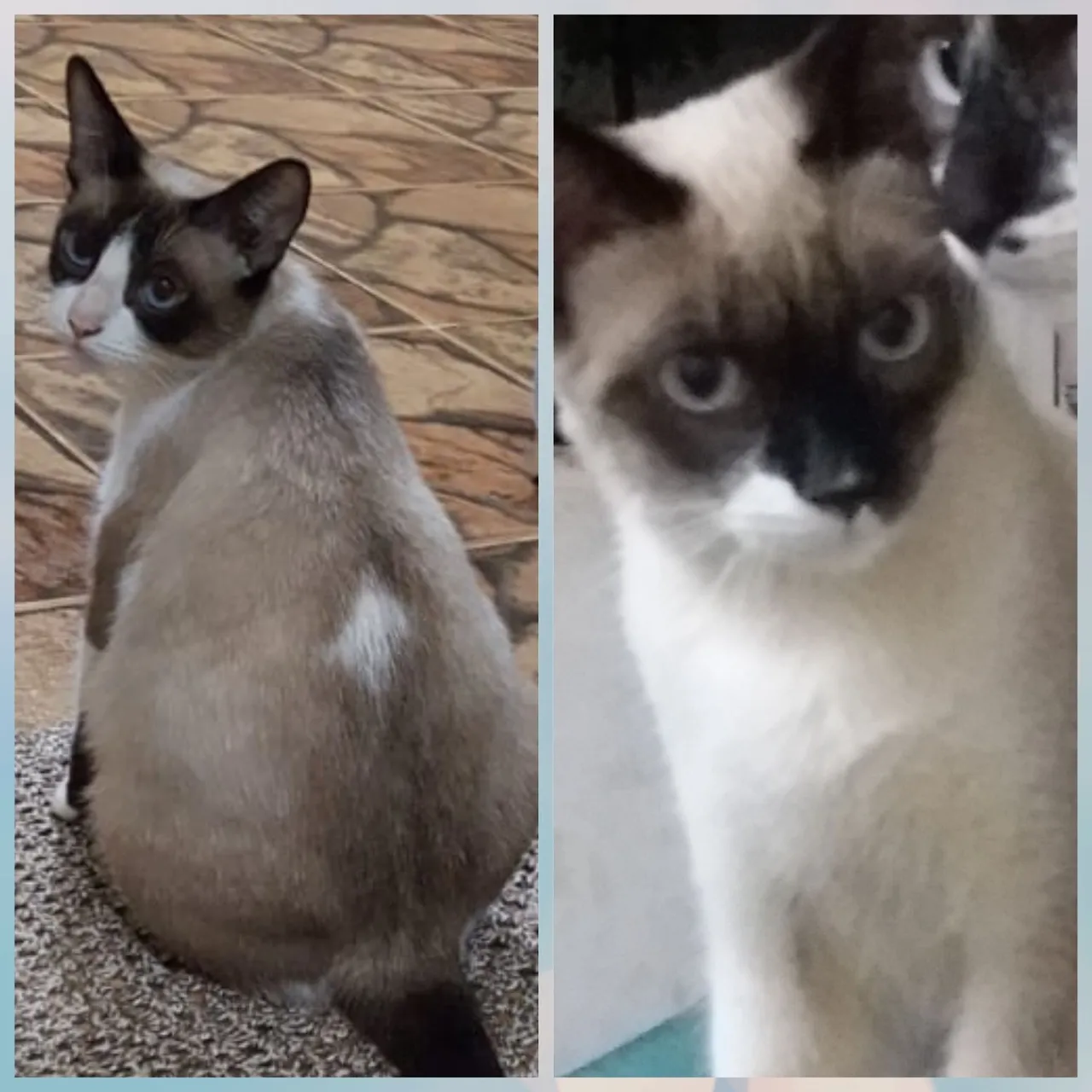 Gatas para adoção conjunta