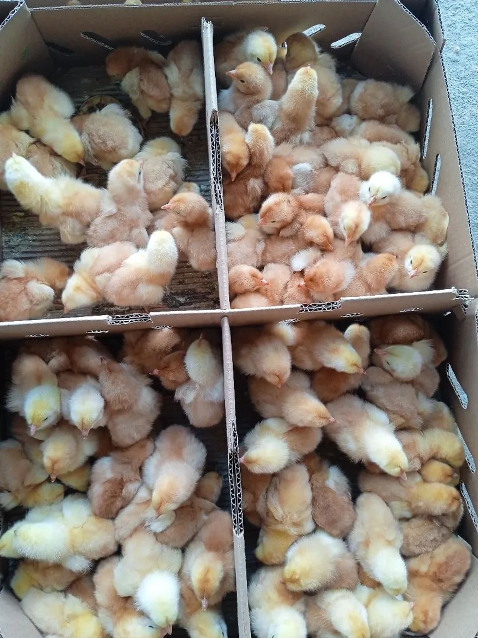 Pintos caipira diversas raças  - Foto 3
