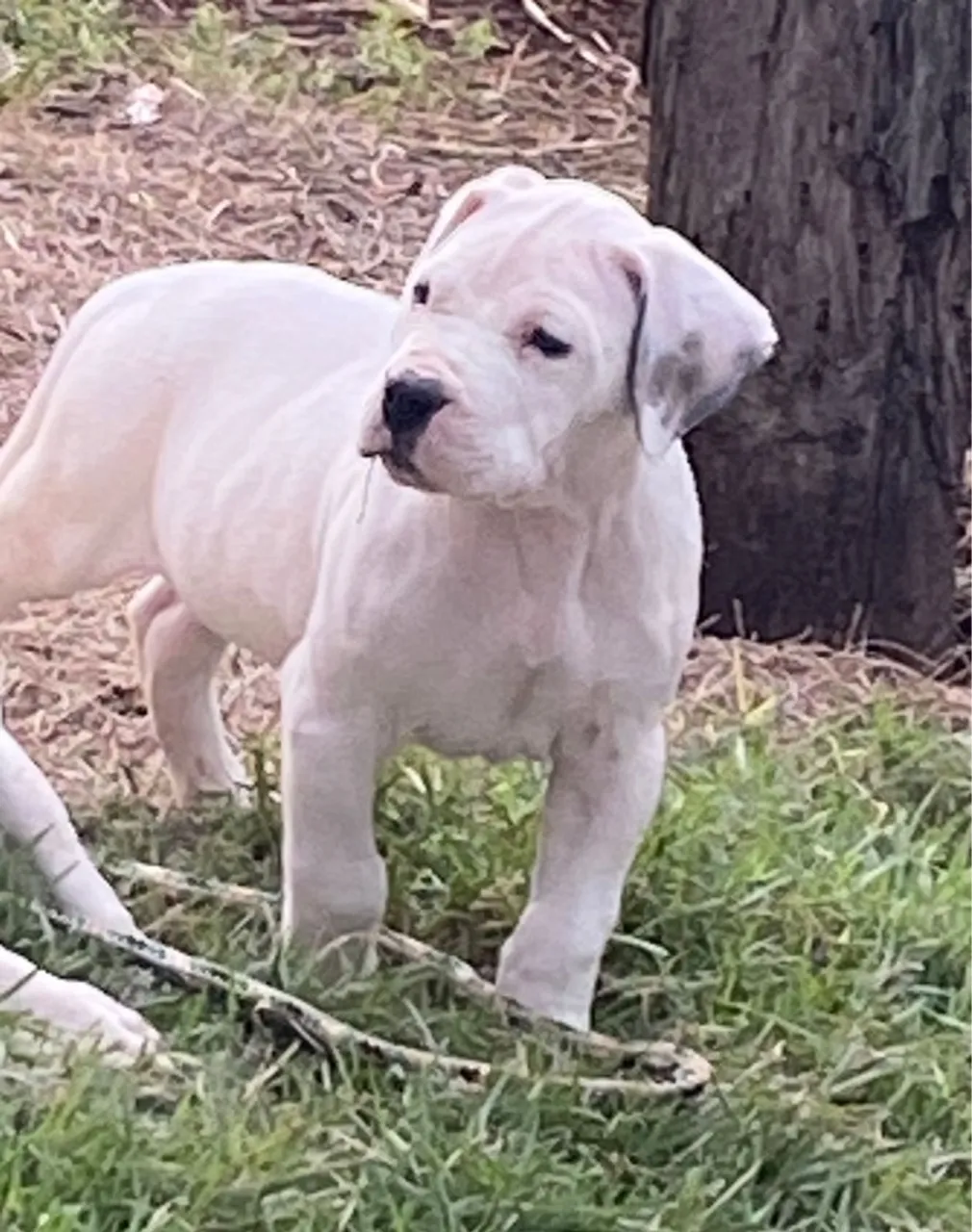 Lindo FIlhote Dog argentino 