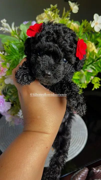 Poodle fêmea @filhotesfloresdooriente  - Foto 3