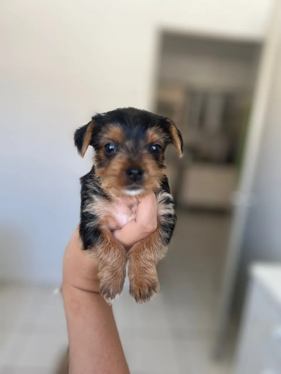 Filhote de Yorkshire Terrier