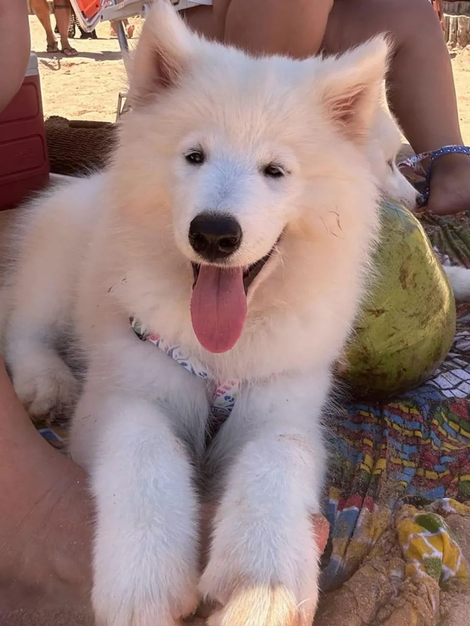 FILHOTE DE SAMOIEDO PROMOÇÃO DA SEMANA