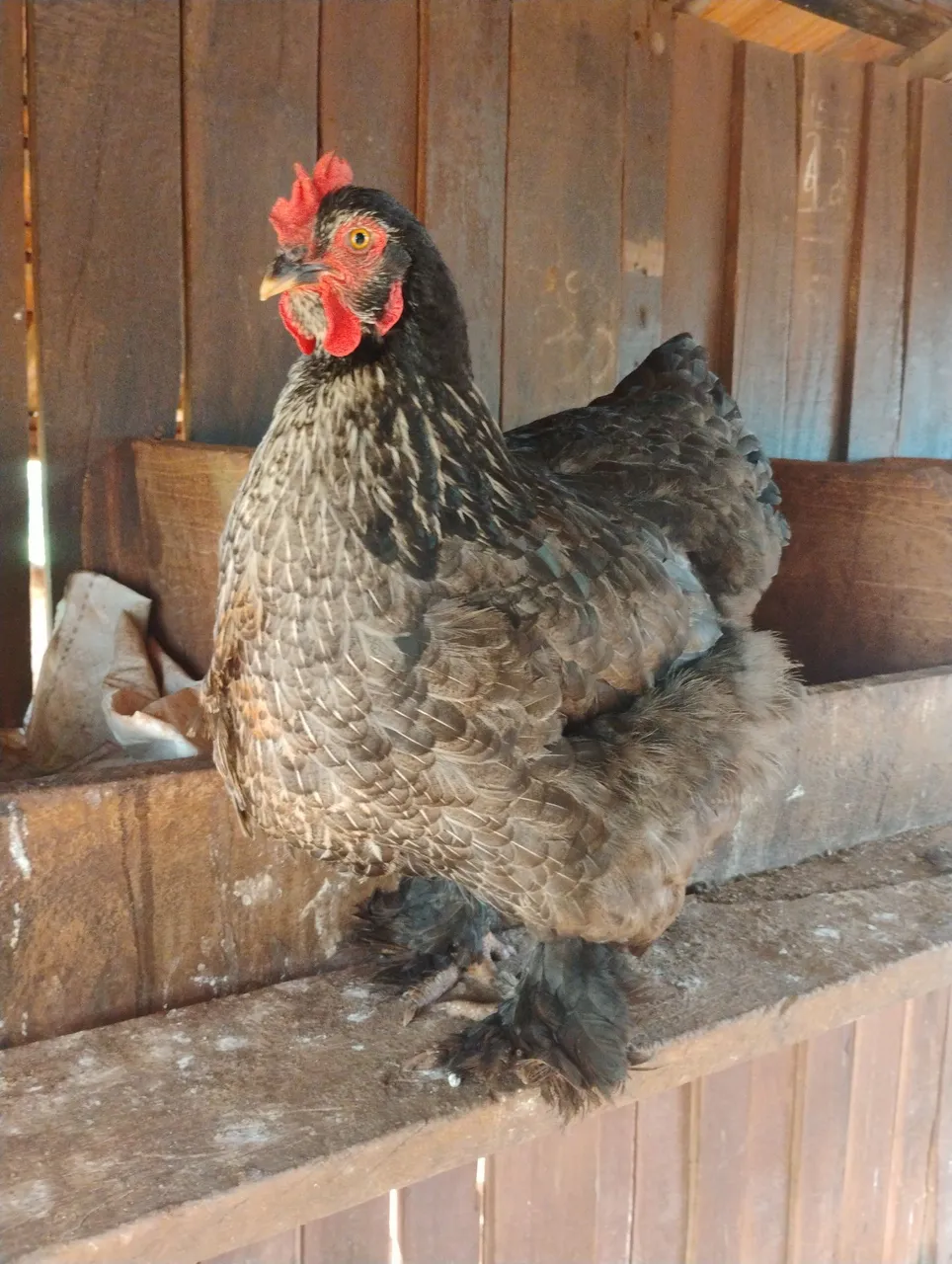 Franga Brahma