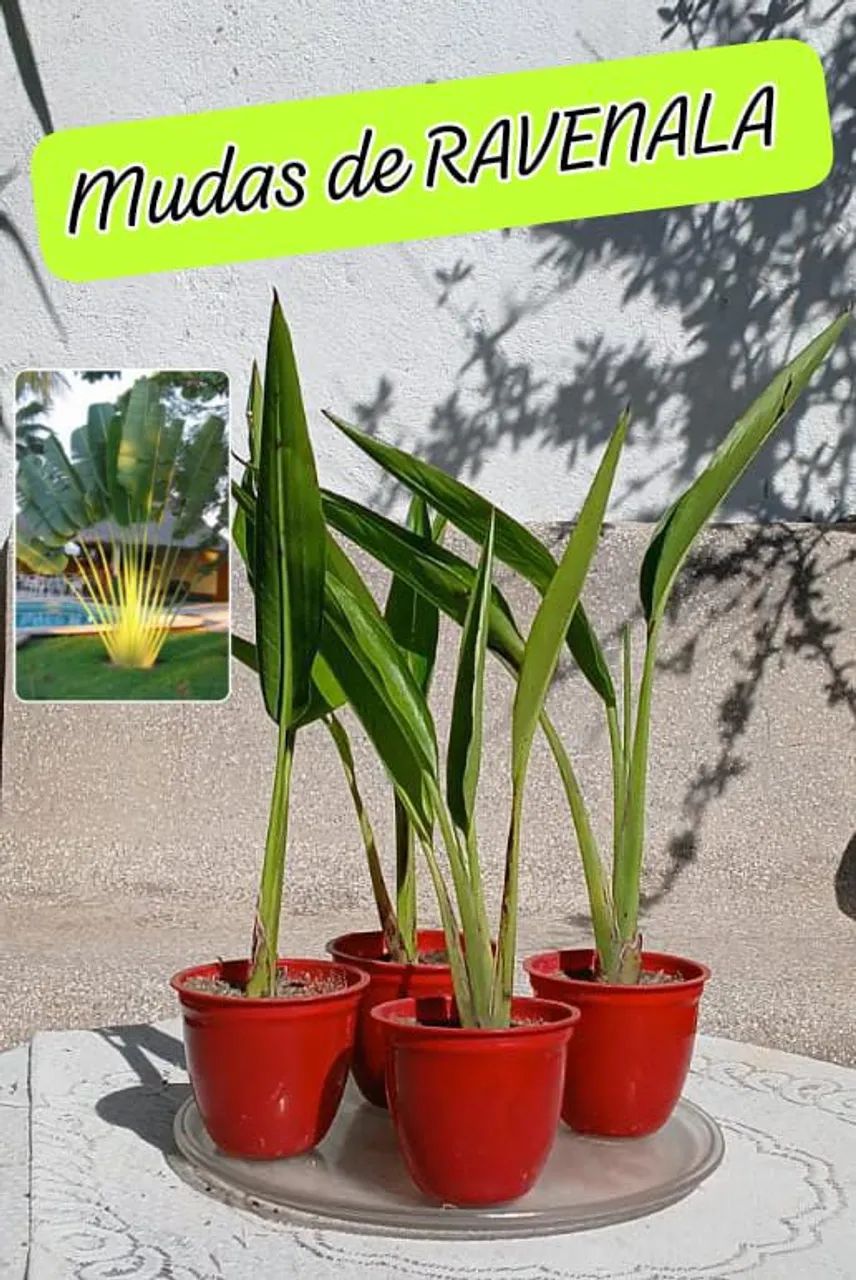 1 MUDA DE RAVENALA(Ave do viajante) - Foto 5
