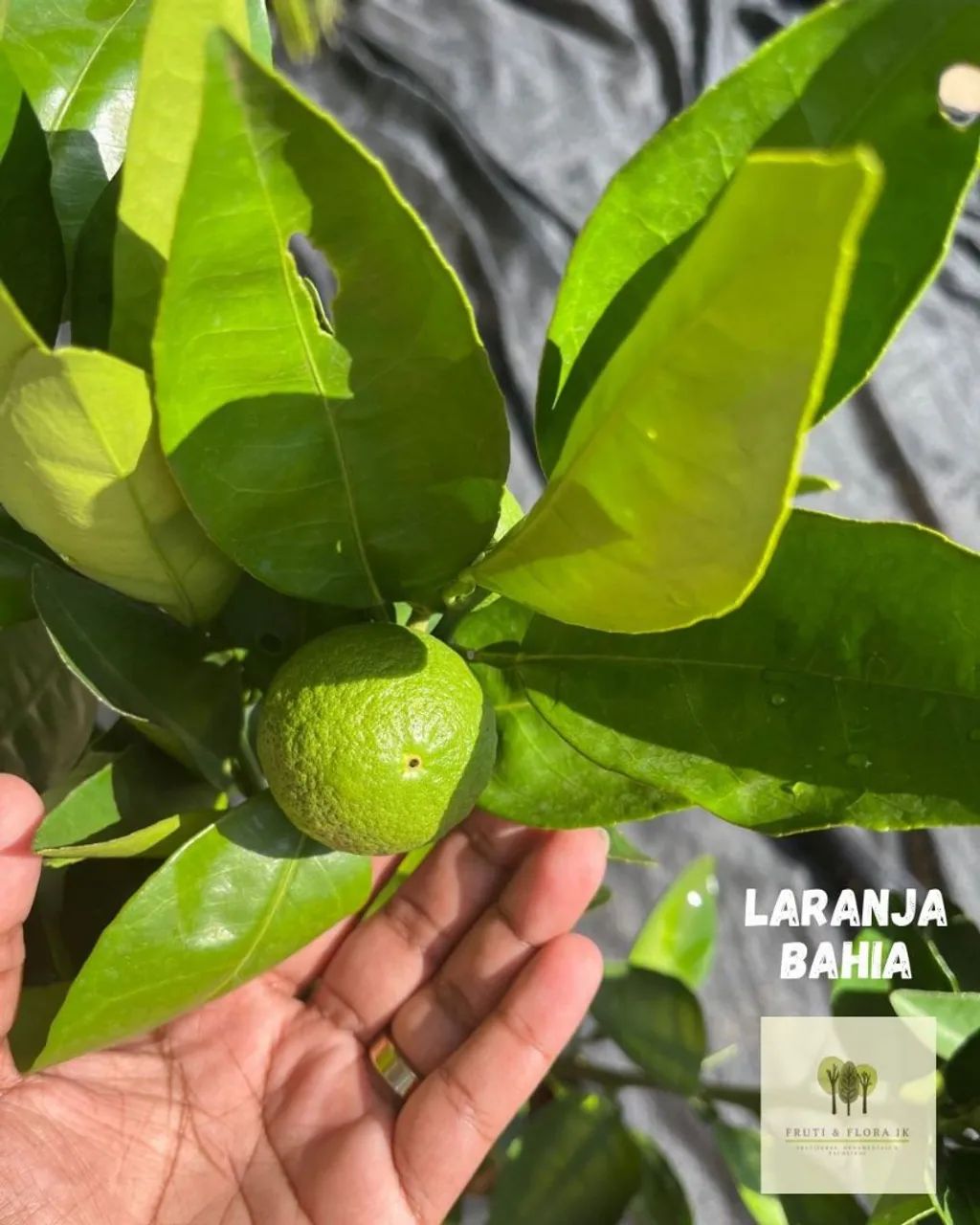 Mini árvores frutíferas em produção - Foto 2