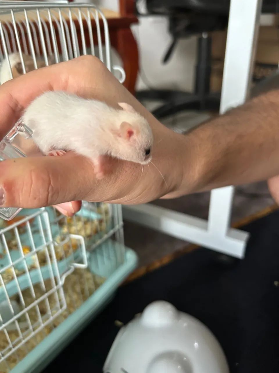 DOA-SE HAMSTERS-SÍRIOS - FILHOTES LINDOS E SAUDÁVEIS!