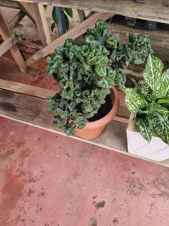 Vendo placas ornamentais 