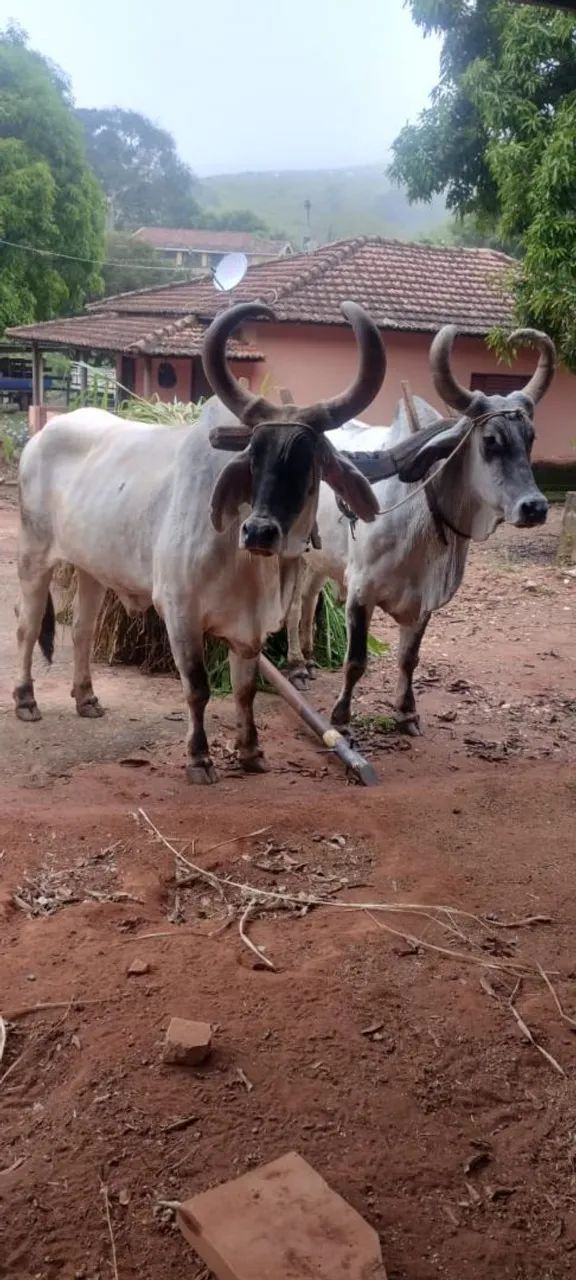 Boi carreiro  - Foto 2