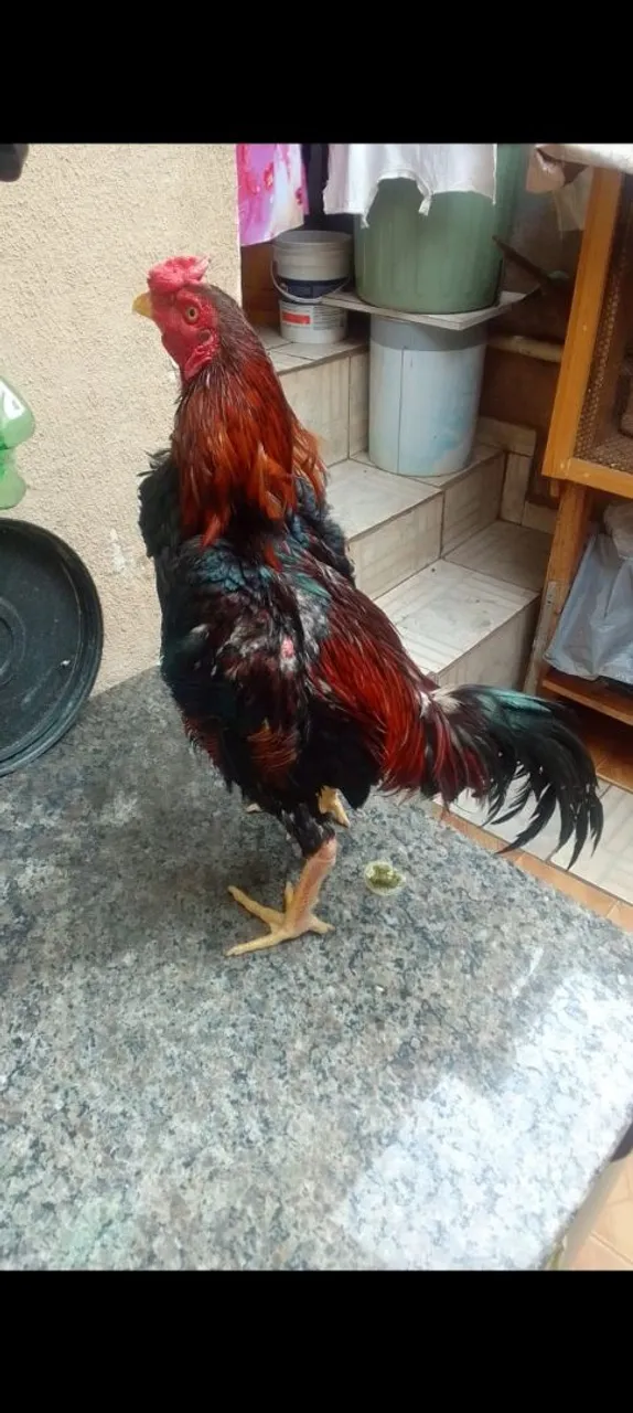 Galo índio