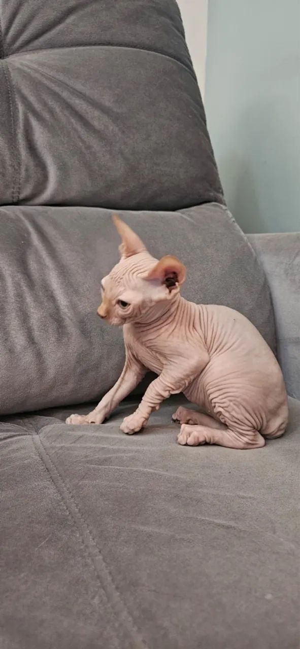 Filhote de Sphynx Red