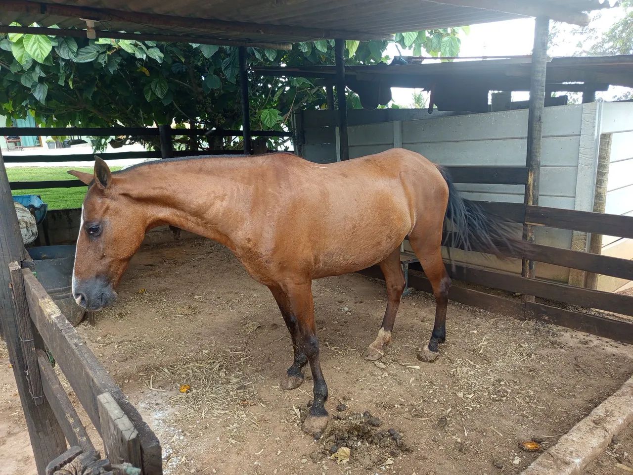 Vendo égua de marcha picada.