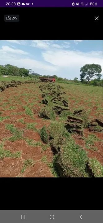 GRAMA BATATAIS QUALIDADE 
