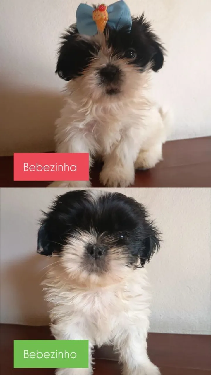 Filhotes Shih Tzu - Bebê fofo para alegrar sua casa!