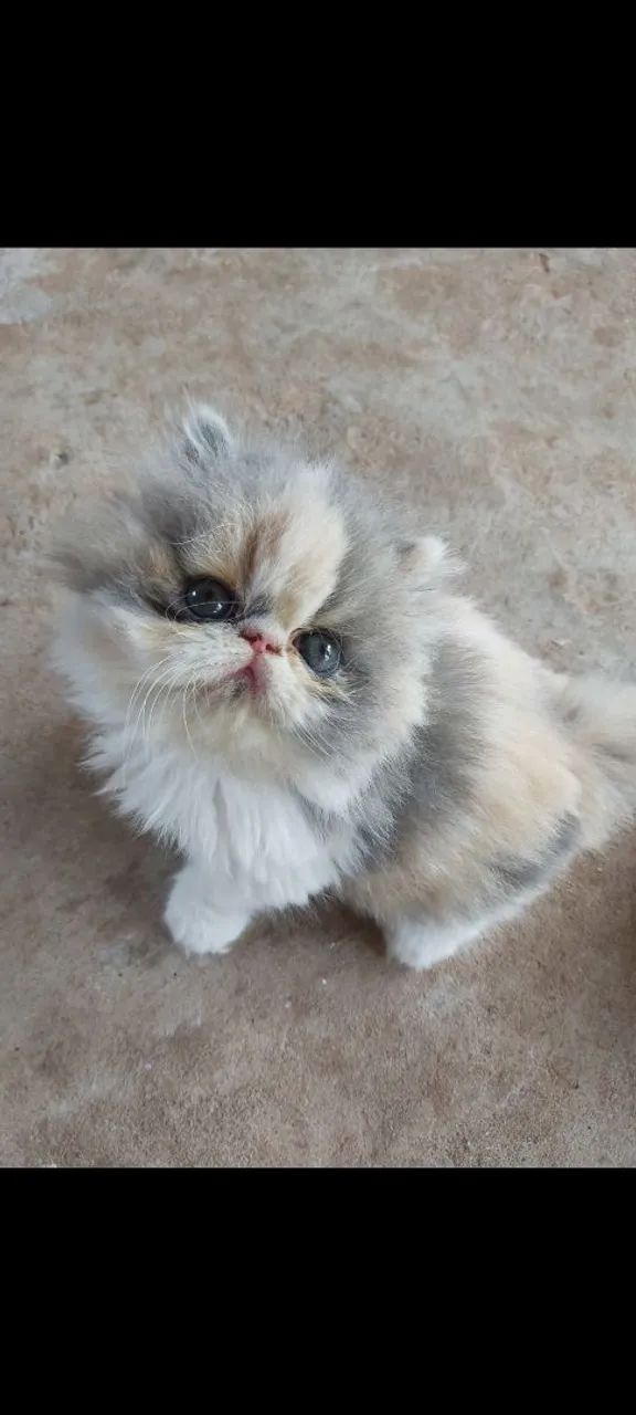 Maravilhosos Filhotes de Gato Persa  - Foto 2