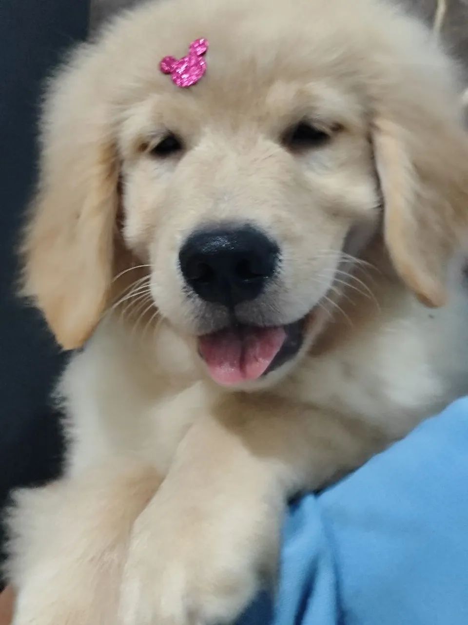 Golden Retriever filhotes fêmea e macho 