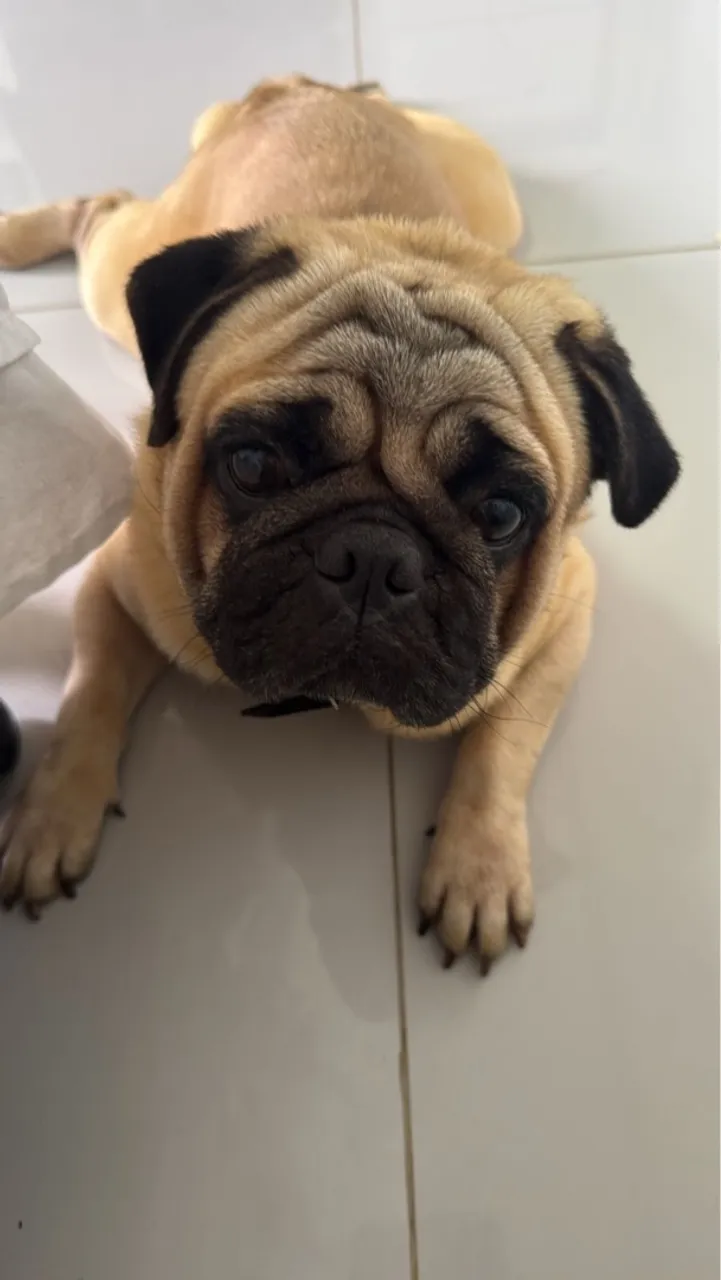 Pug para cruzar