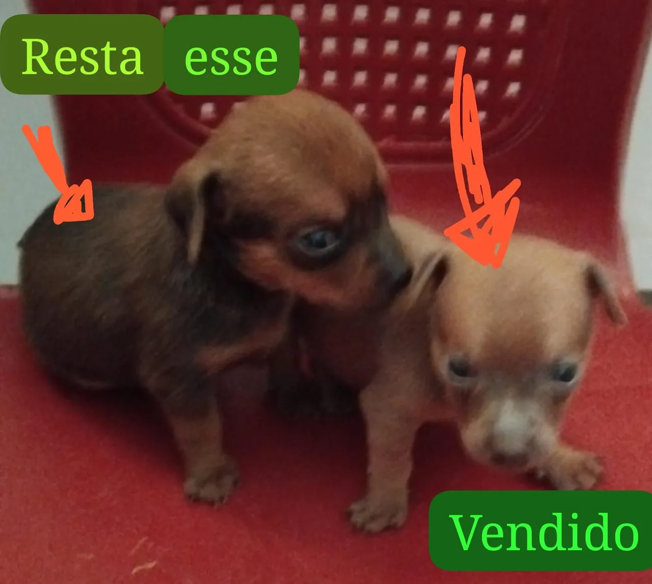 Filhotes pincher disponível apenas um machinho no valor de 450 reais.