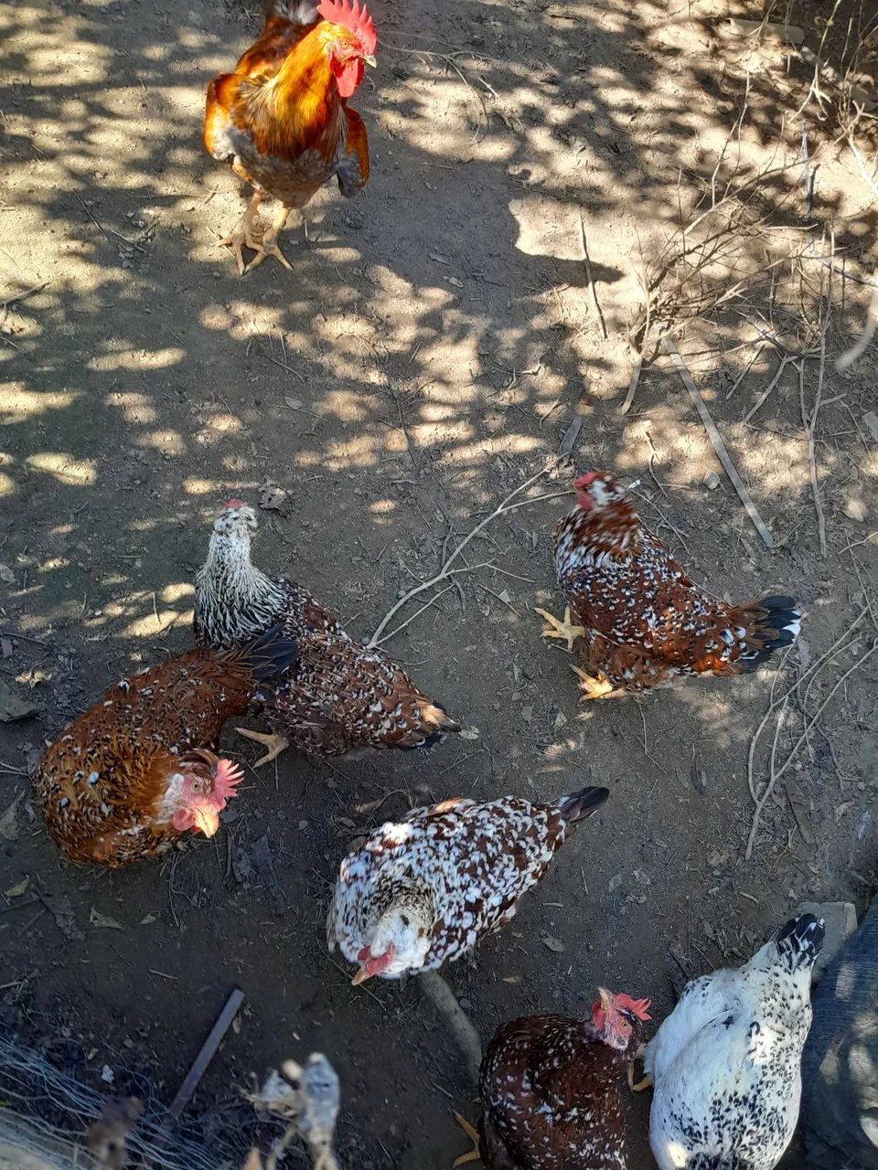 Ovos Galinha gsb - Foto 3
