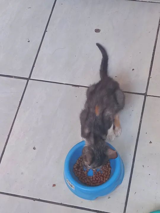 Gato para Adoção - Foto 2