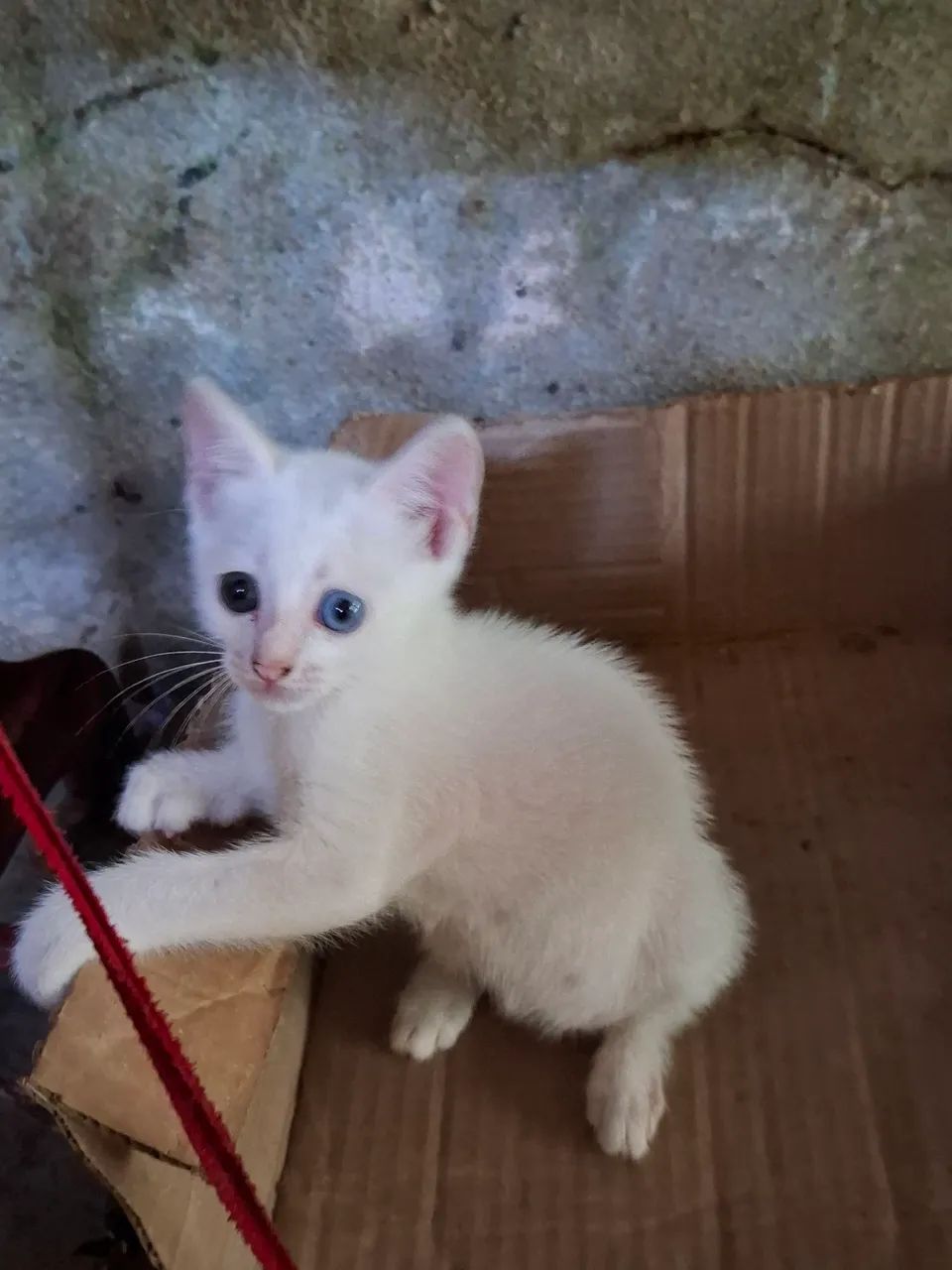 Lindos gatinhos para doação 