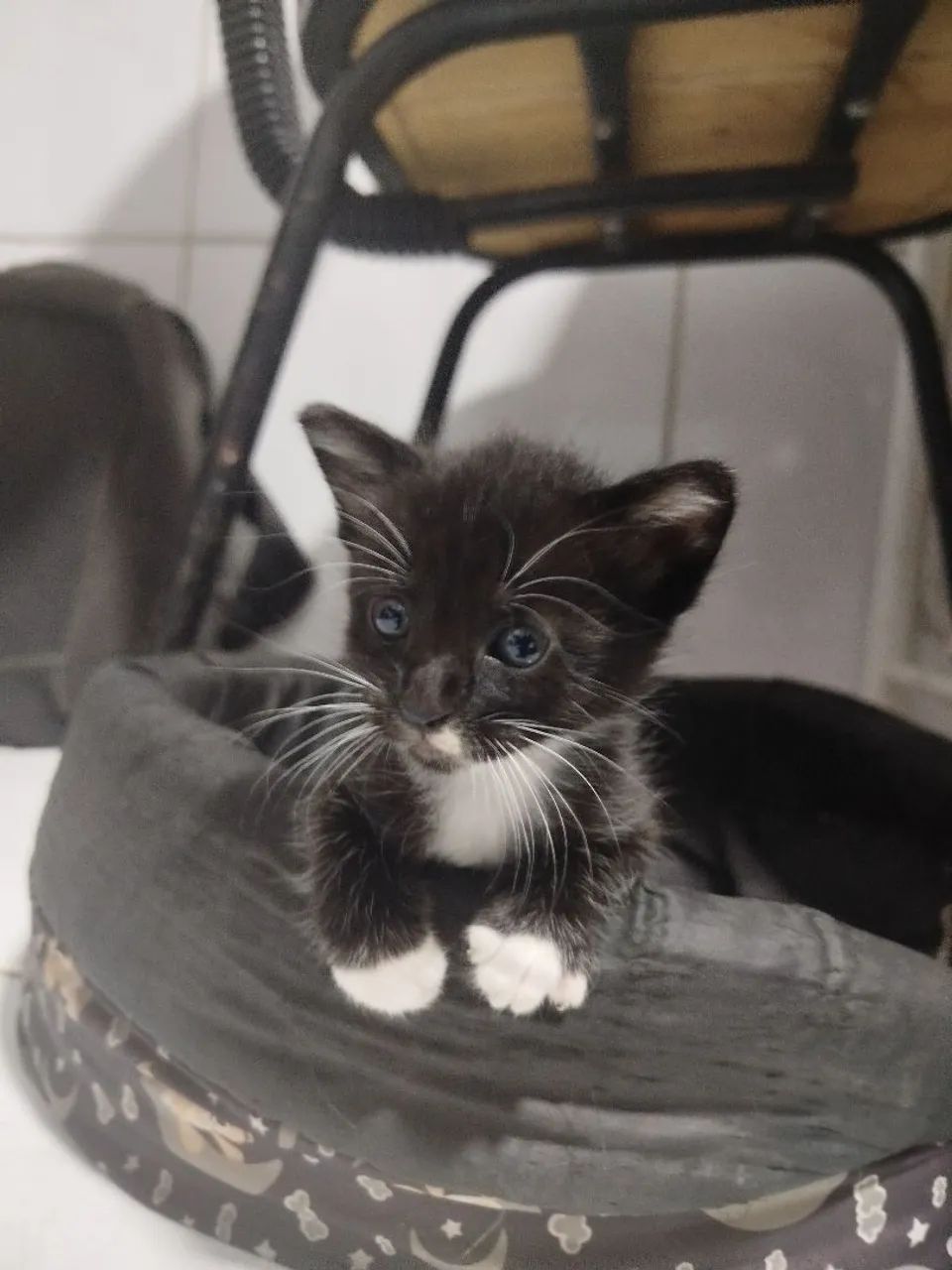 Gatinhos para adoção - Foto 3