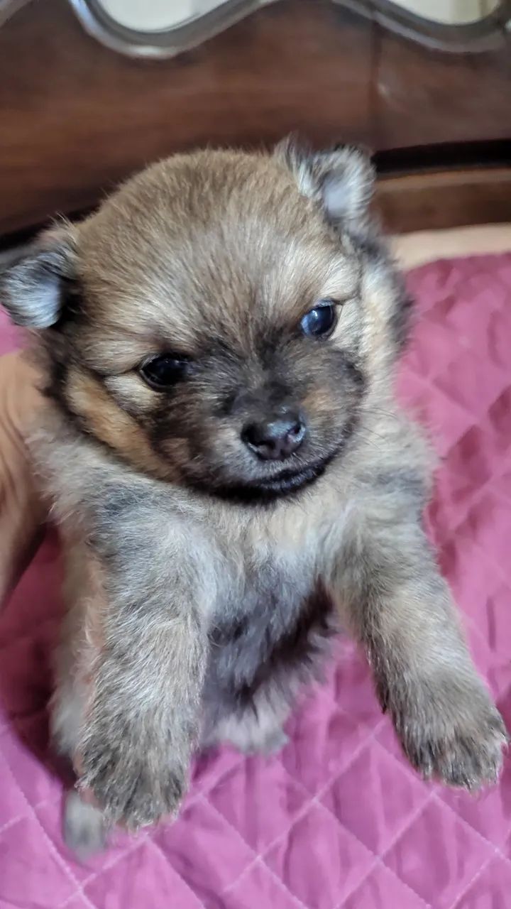 Vendo Lulu da Pomerânia  - Foto 4