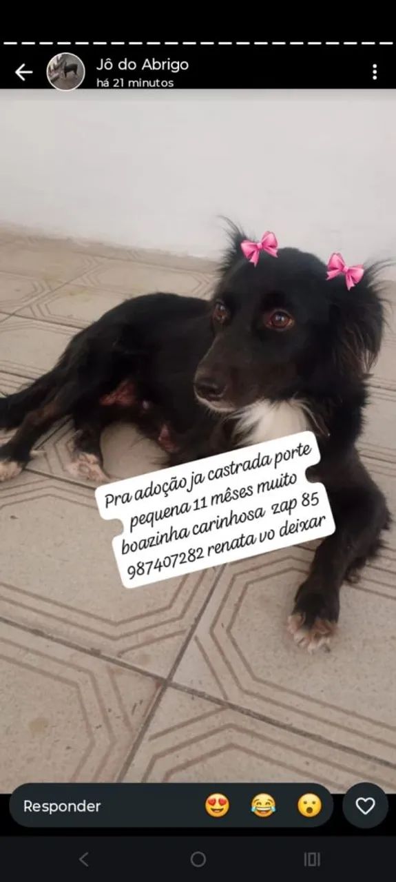 Cachorrinha porte pequena 