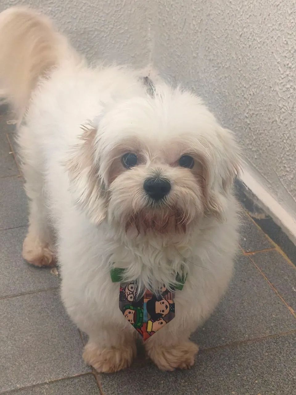 Cachorro para doação responde  - Foto 2