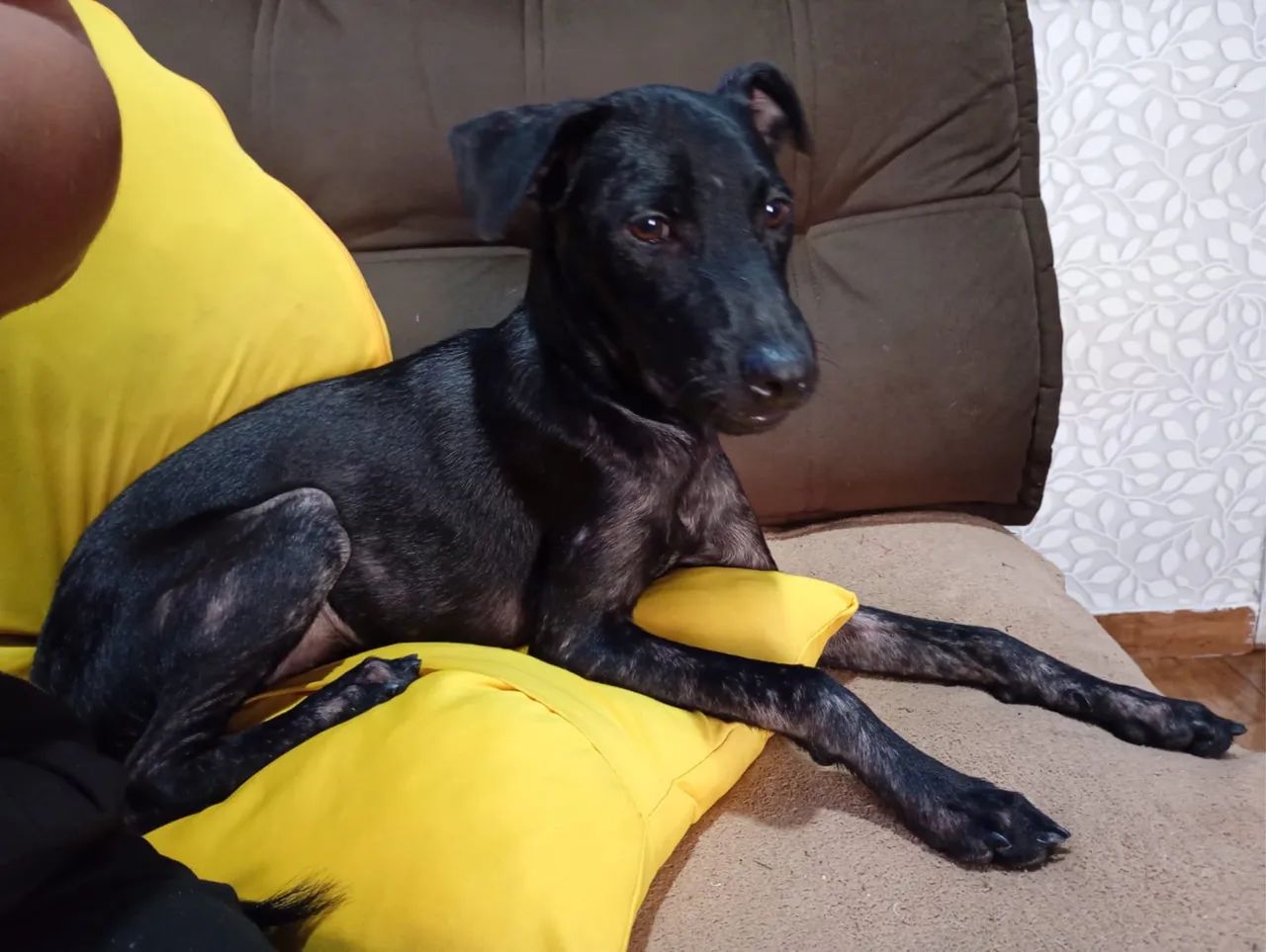 Doação responsável  - Foto 2