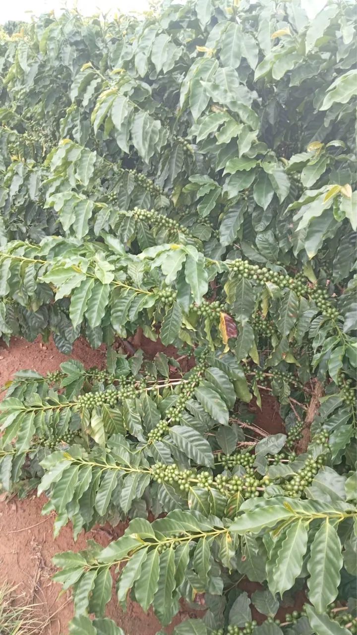 Fazendinha de café em Araguari  - Foto 3