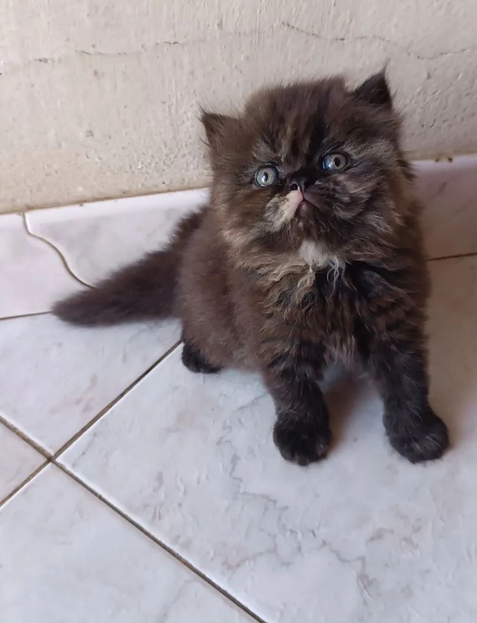 Gato persa - Foto 2
