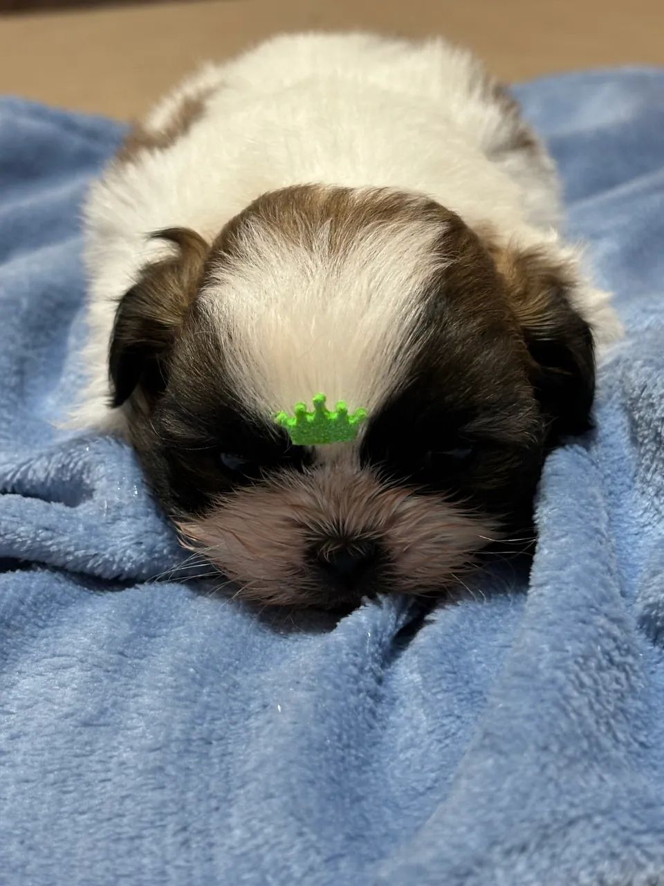 Vendo Macho de Shitzu Mini  - Foto 2