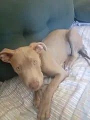 Pitbull  - Foto 2