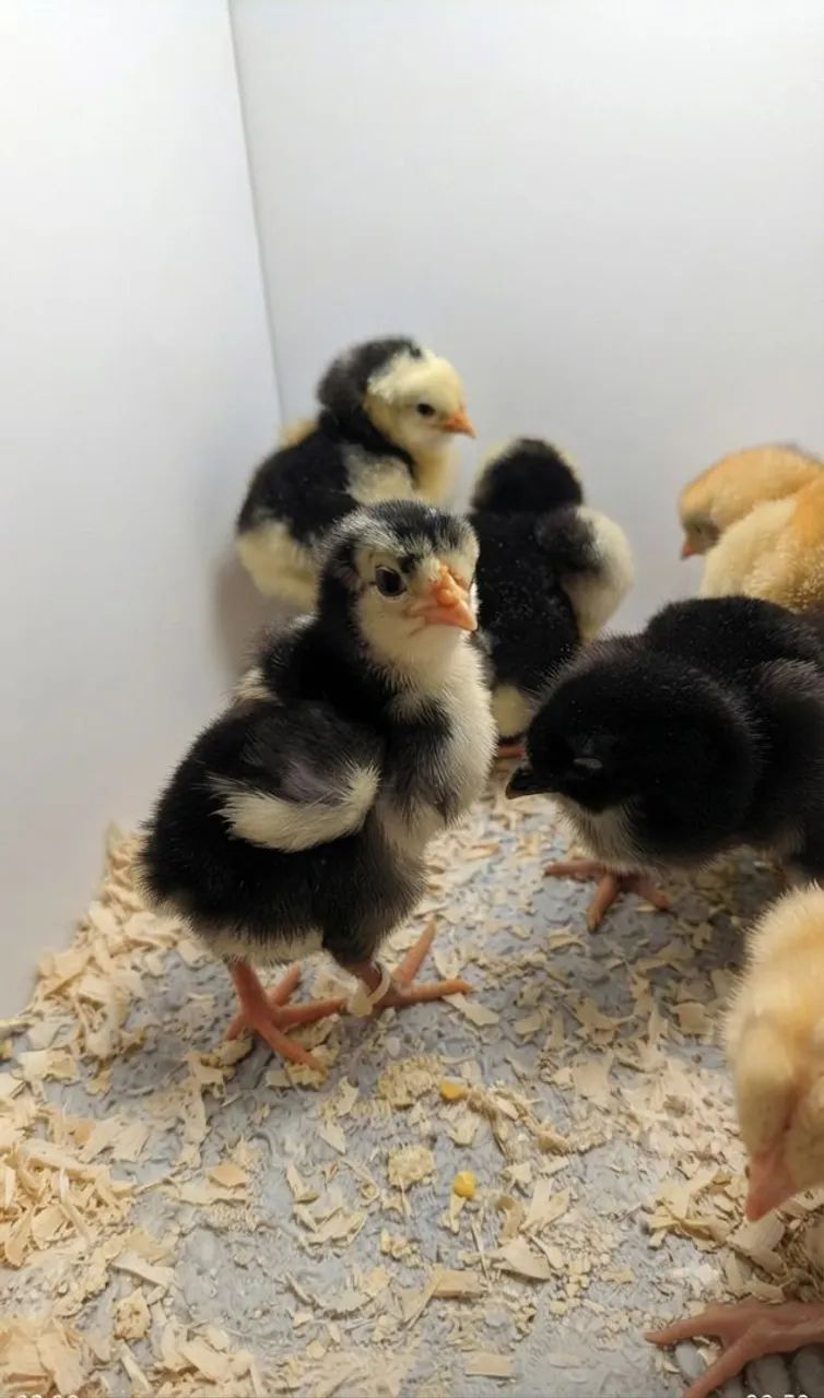 Ovos e pintinhos GSB  - Foto 2