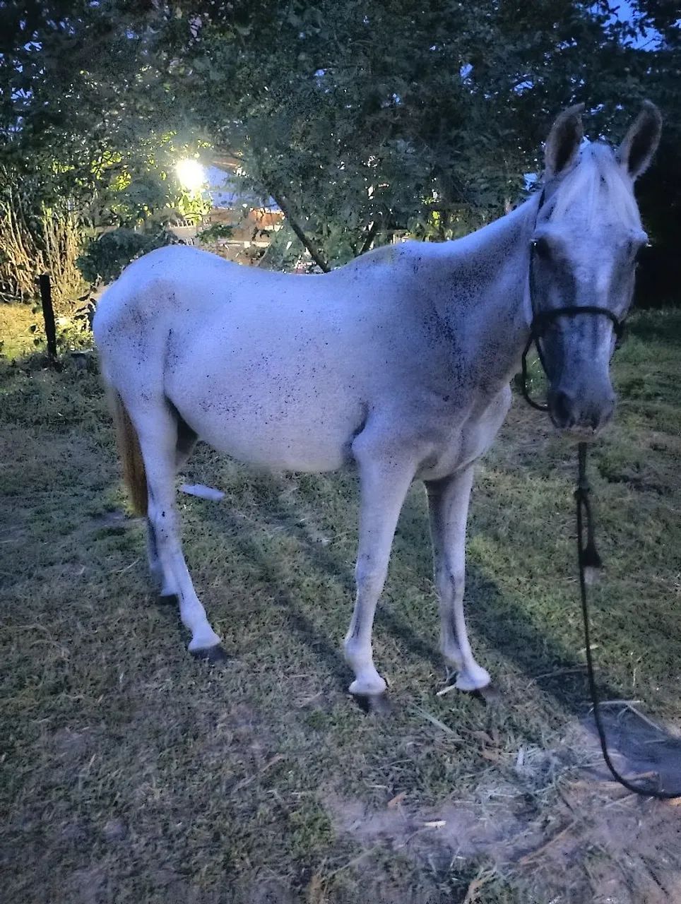 Linda potra mestiça e sua mãe já prenha - Foto 4