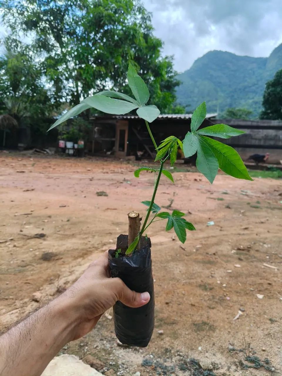 Mudas de mandioca 
