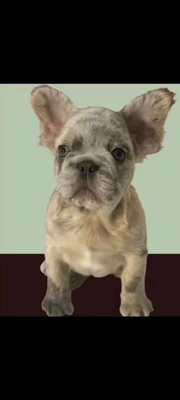 Bulldog francês FLUFI