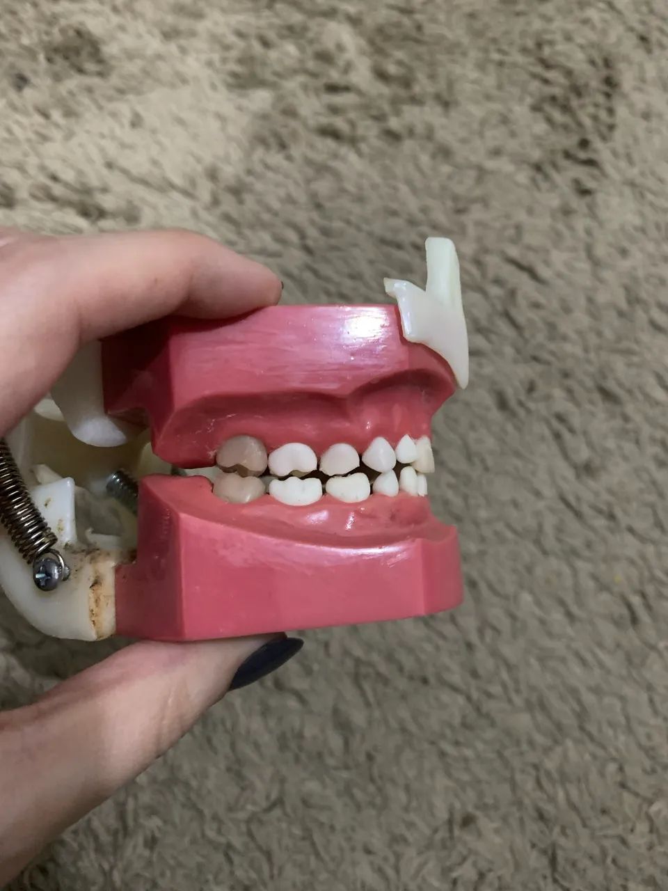 Manequim odontológico pediátrico Dent art - Foto 3