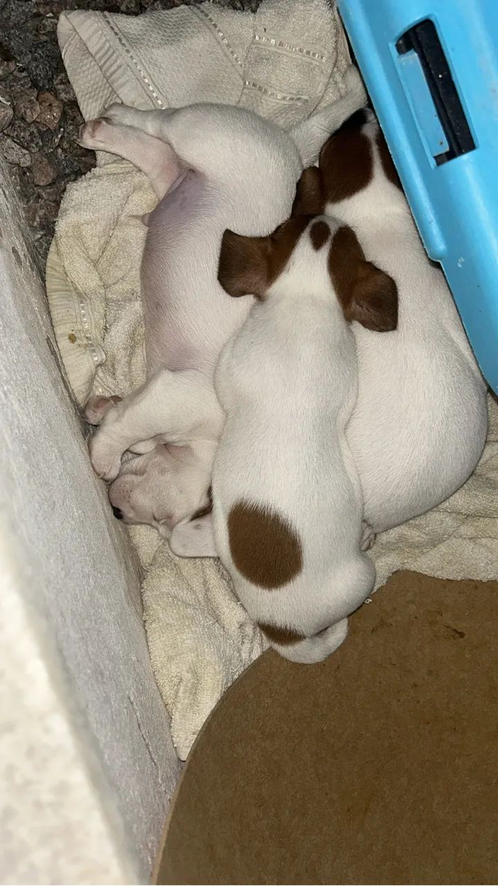Jack Russel  - Foto 2