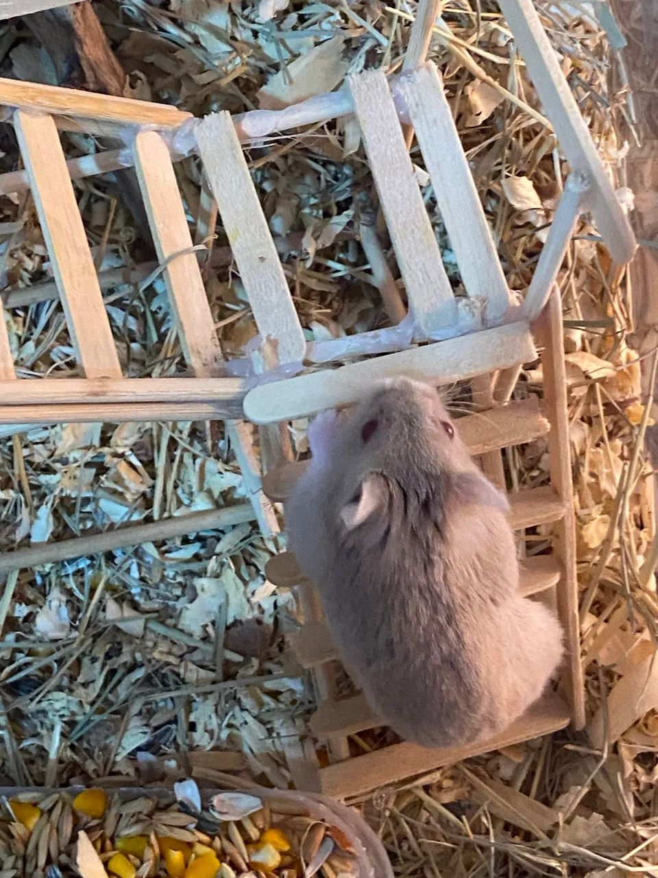 Hamsters com aquário  - Foto 2