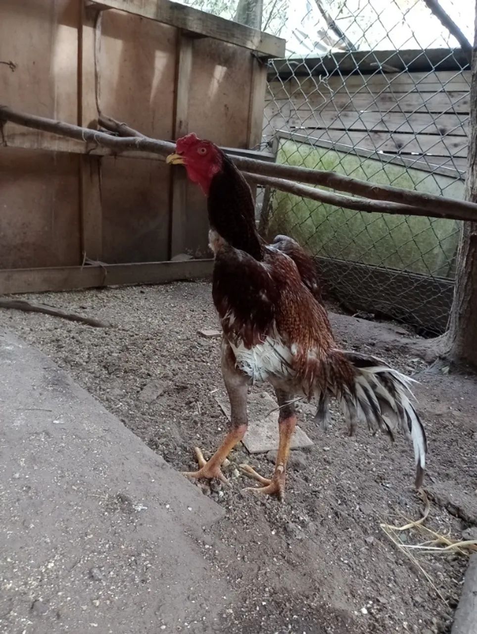 Galo indio - Foto 5