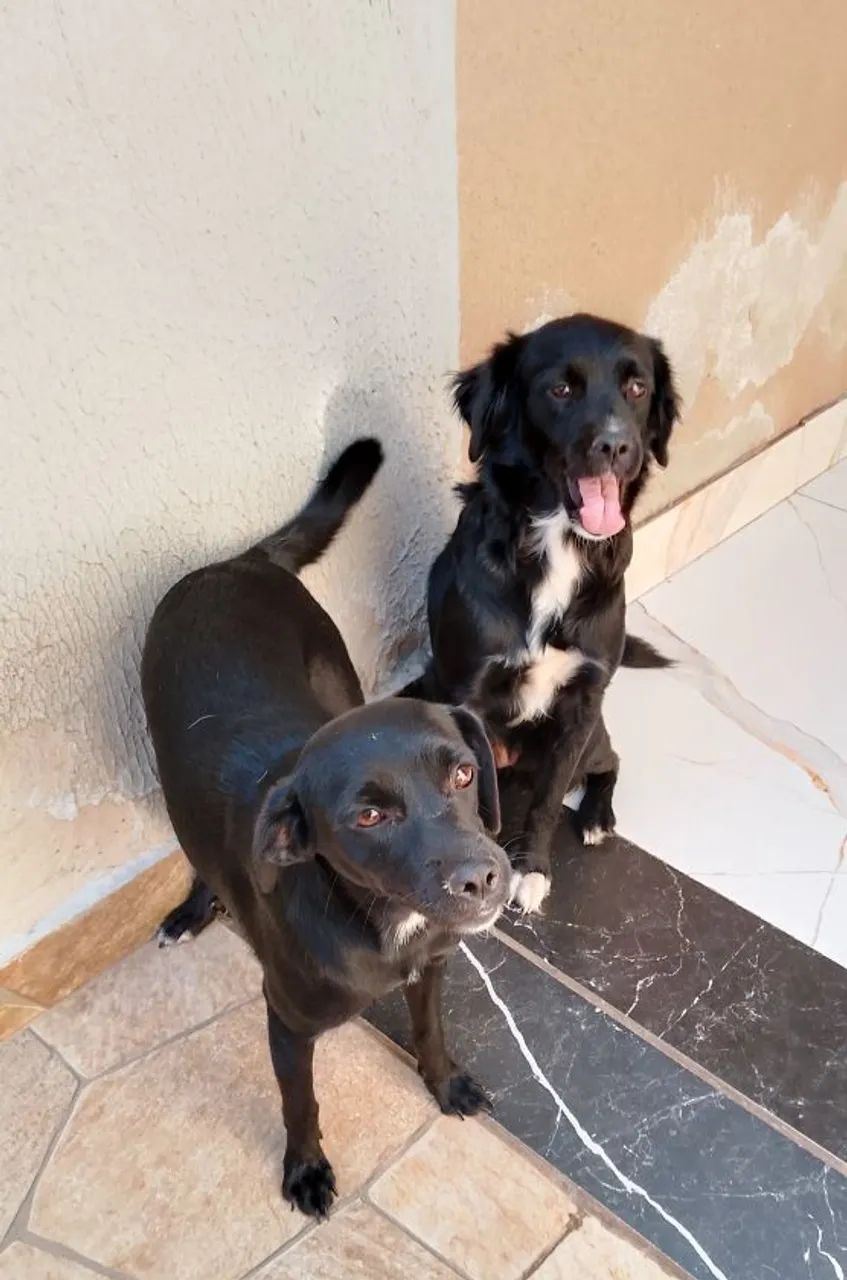 Adoção responsável  - Foto 3