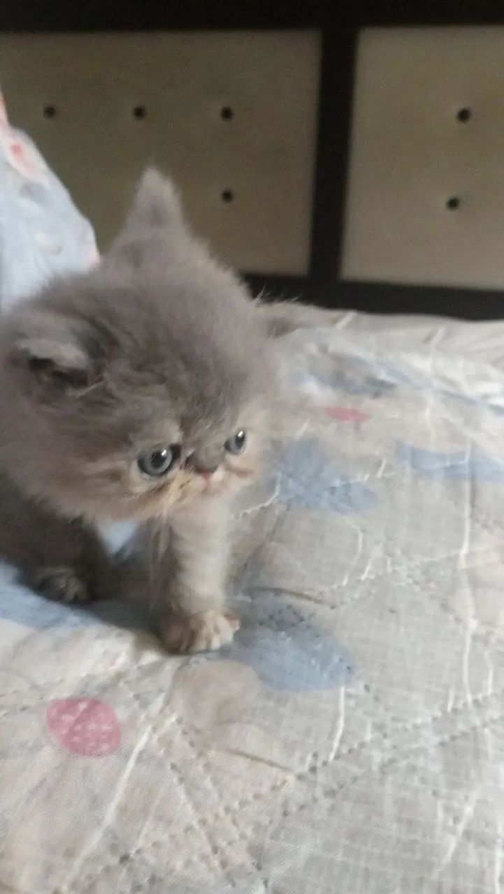 Vendo filhotes de gato persa - Foto 6